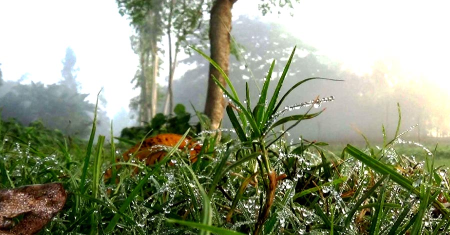 কুয়াশা-শিশিরে বদলে গেছে পলাশবাড়ীর ভোর, দরজায় কড়া নাড়ছে শীত