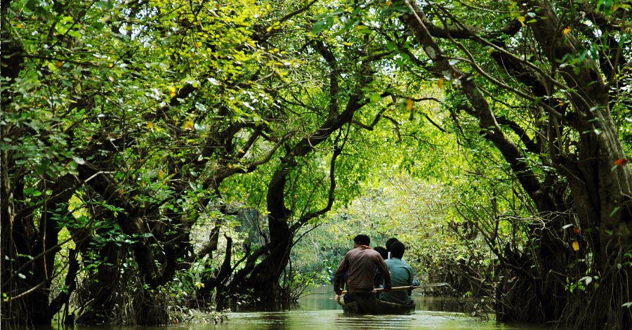 জলের আয়নায় সবুজ বন, রাতারগুলে একদিন