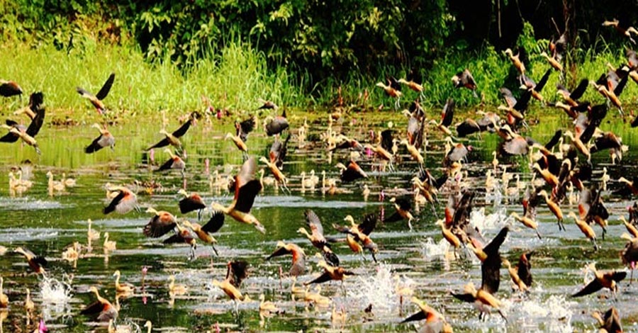 অতিথি পাখির নিরাপত্তায় জাহাঙ্গীরনগর ক্যাম্পাসে বহিরাগতদের প্রবেশ নিষিদ্ধ